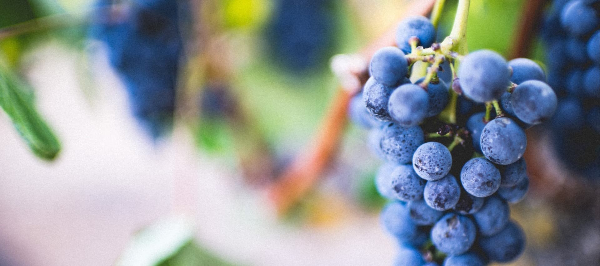 Фото новости: "Урожай винограда на Кубани в 2023 г. сократился на 7%"