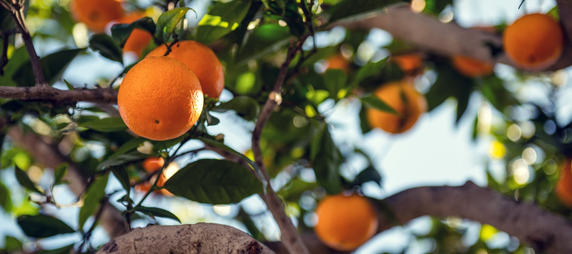 Фото новости: "Апельсины и мандарины в России подорожали в 1,5—1,8 раза"