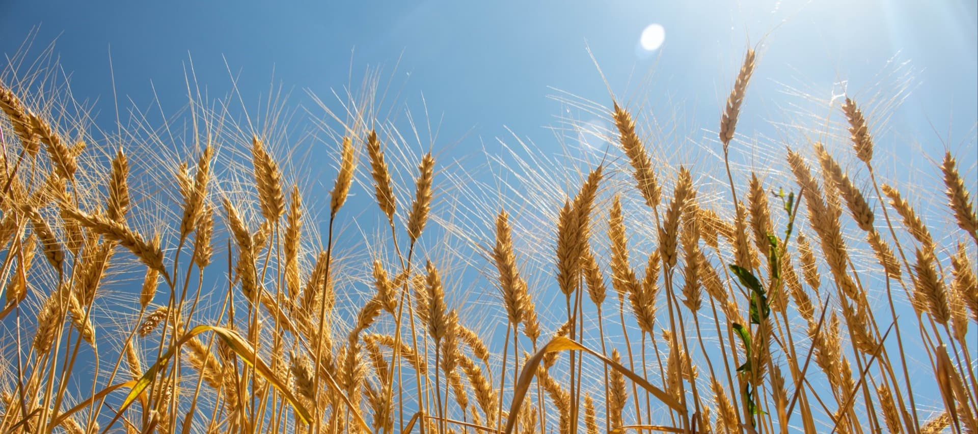 Фото новости: "Производство зерна в 2024 г. подорожает минимум на треть"