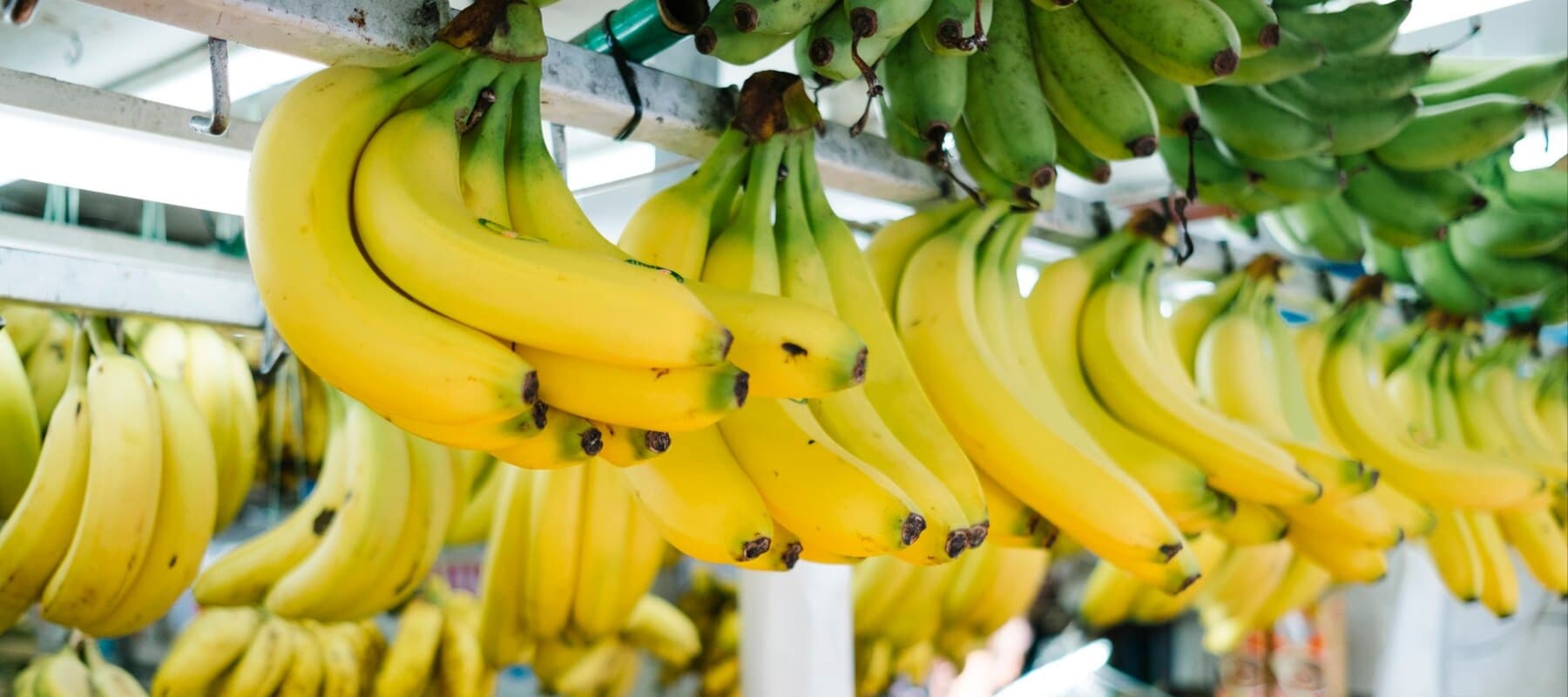 Фото новости: "Россельхознадзор разрешил пяти компаниям из Эквадора поставлять бананы"