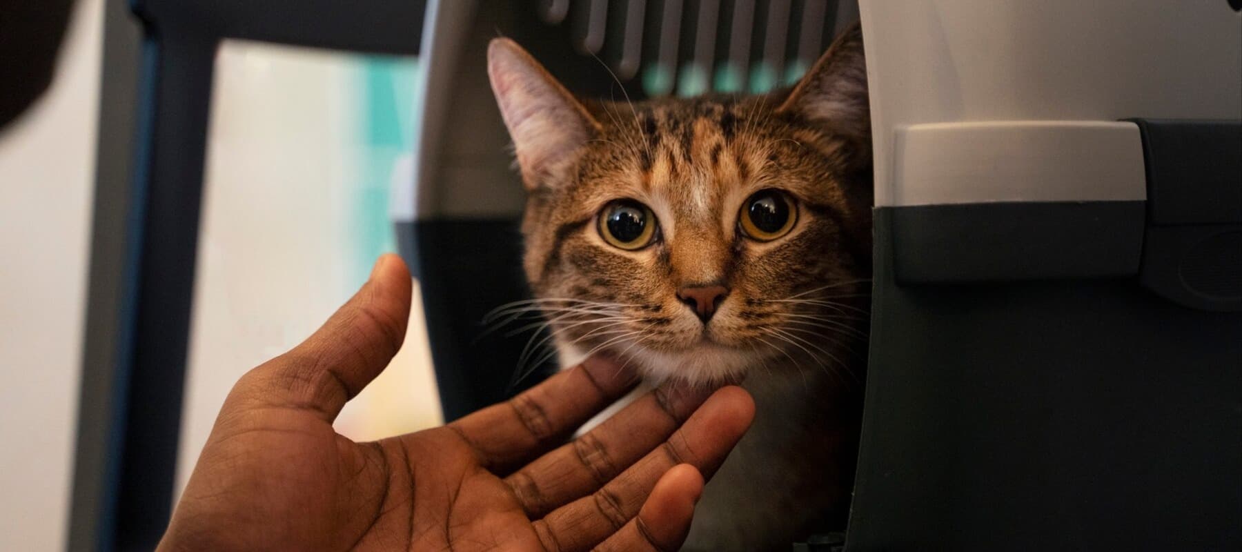 Фото новости: "Мы везем с собой кота: в России растет число поездок с домашними животными"