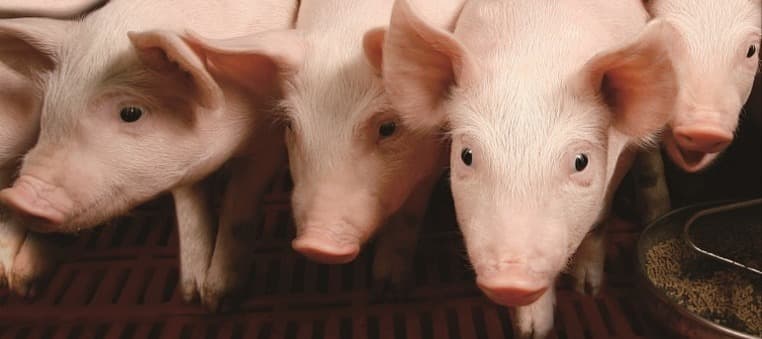 Фото новости: "Три российских предприятия получили право на экспорт свинины в Китай"