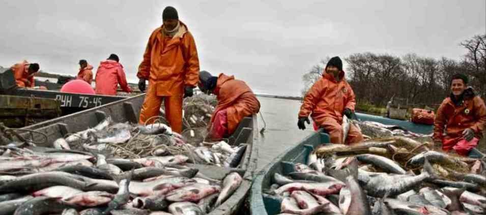 Фото новости: "Росрыболовство оценило в 10% долю браконьерского вылова лососей"