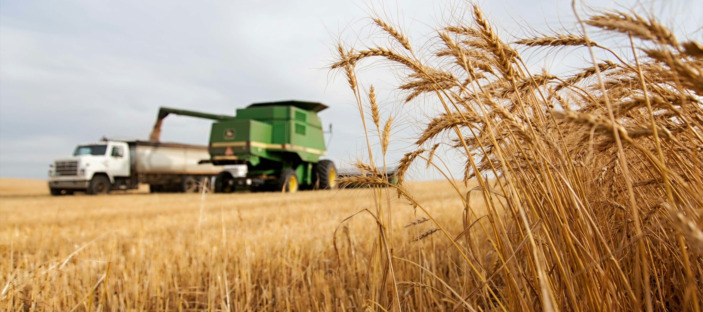 Фото новости: "Институт конъюнктуры аграрного рынка снизил прогноз по сбору зерна в России в 2024 г."