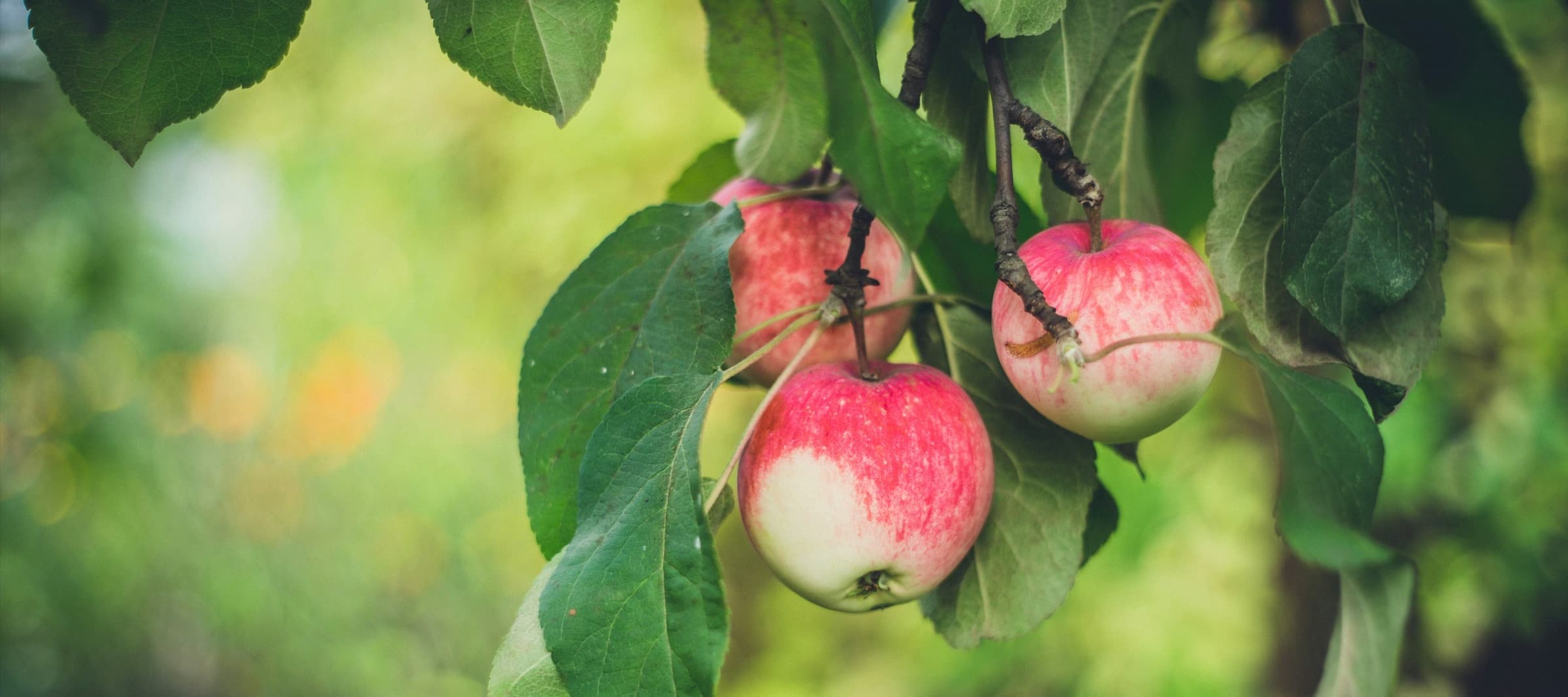 Фото новости: "В Центральной России заморозки повредили до 70% яблок"