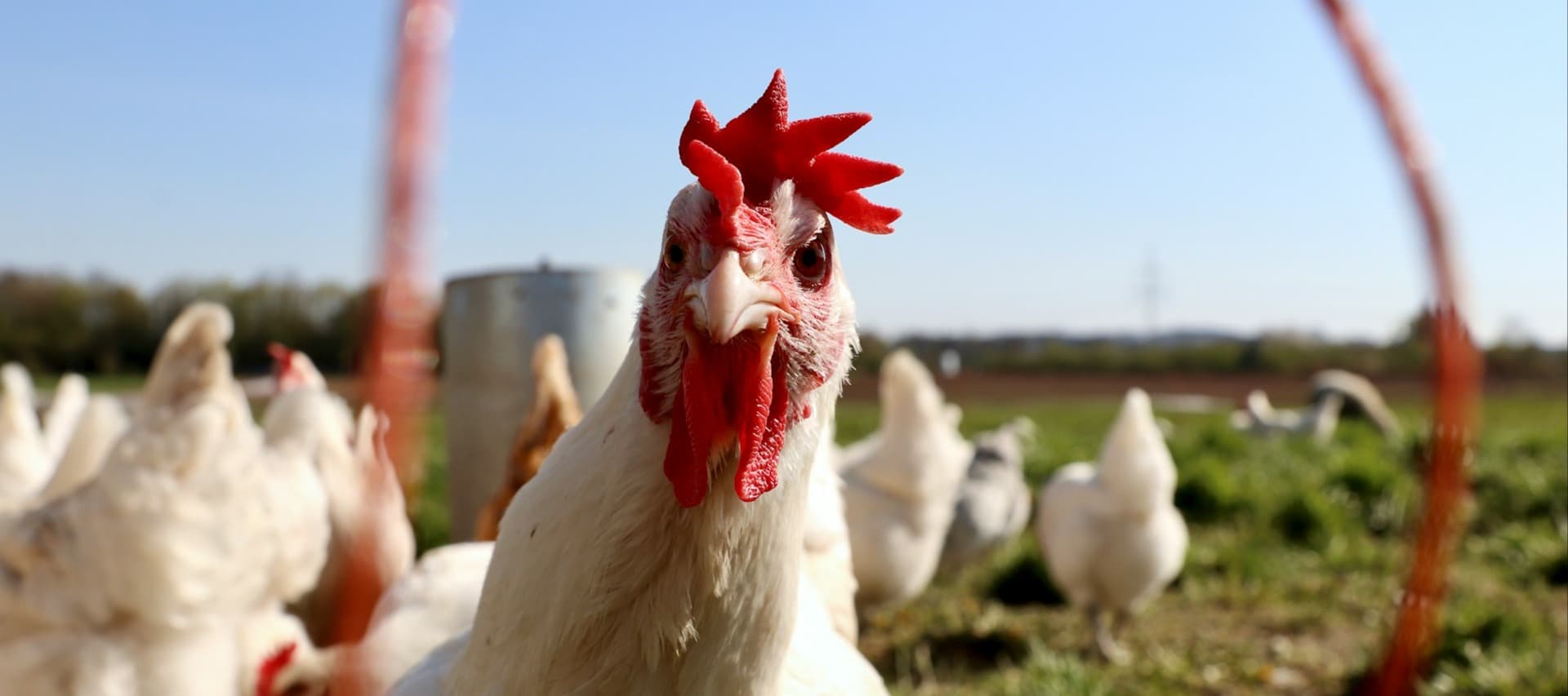 Фото новости: "Крупнейший производитель курятины приобрел птицефабрику в Карачаево-Черкесии"