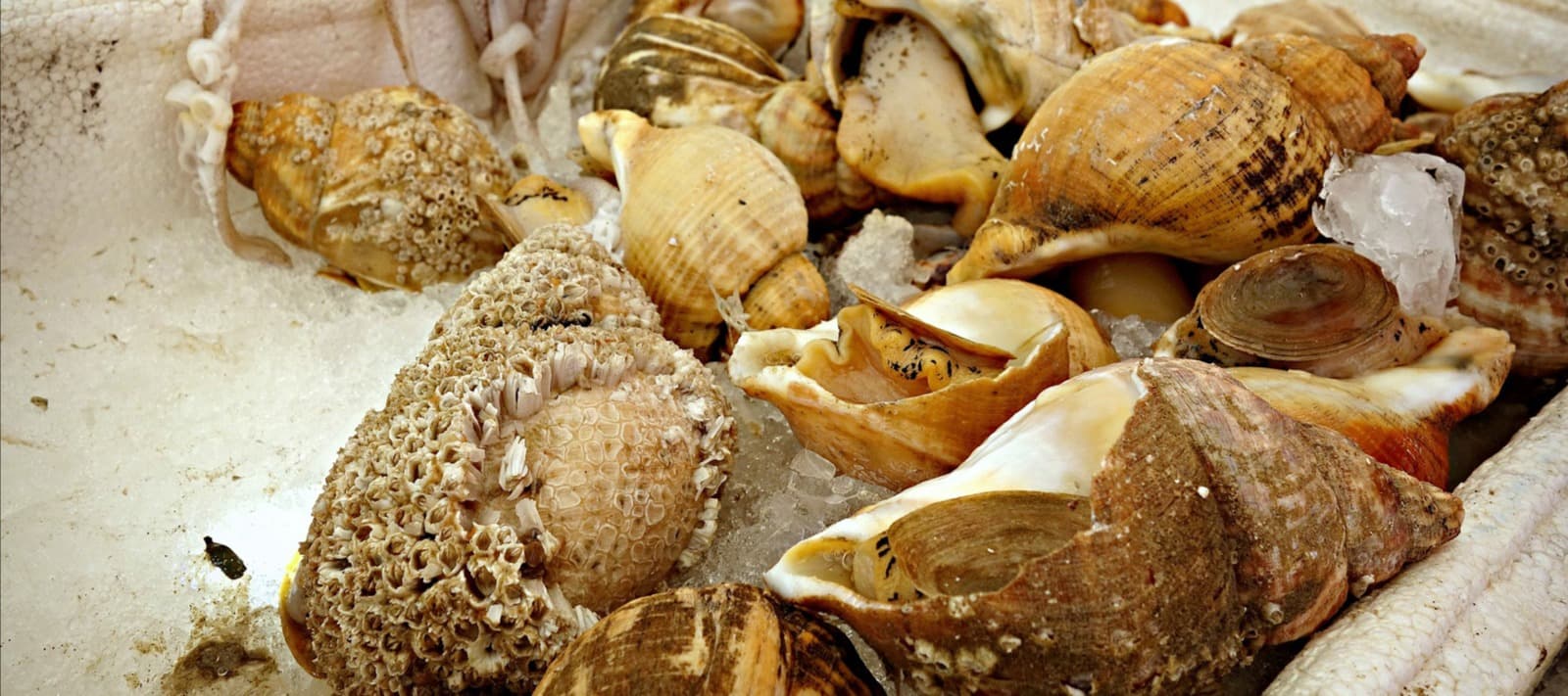 Фото новости: "В России начал расти спрос на деликатесного моллюска трубача"