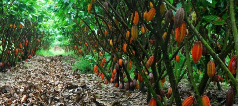 Фото новости: "Владелец «Красного октября» собрался управлять плантациями какао в Центральной Африке"