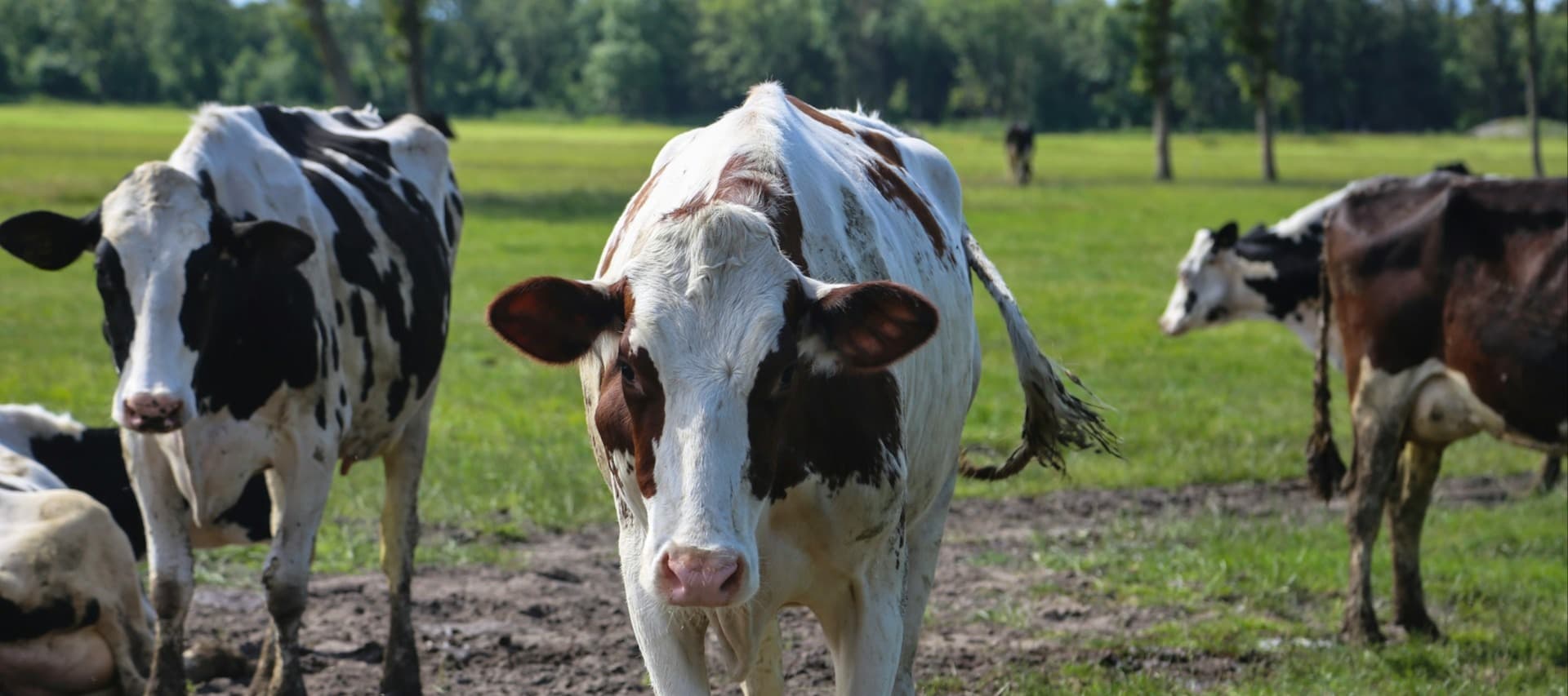 Фото новости: "Дания первой в мире введет налог на выбросы метана от коров"