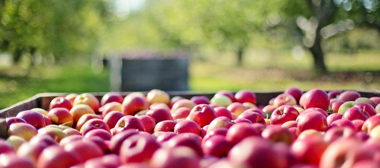 Фото новости: "Французские партнеры Геннадия Тимченко по выращиванию яблок продают долю"