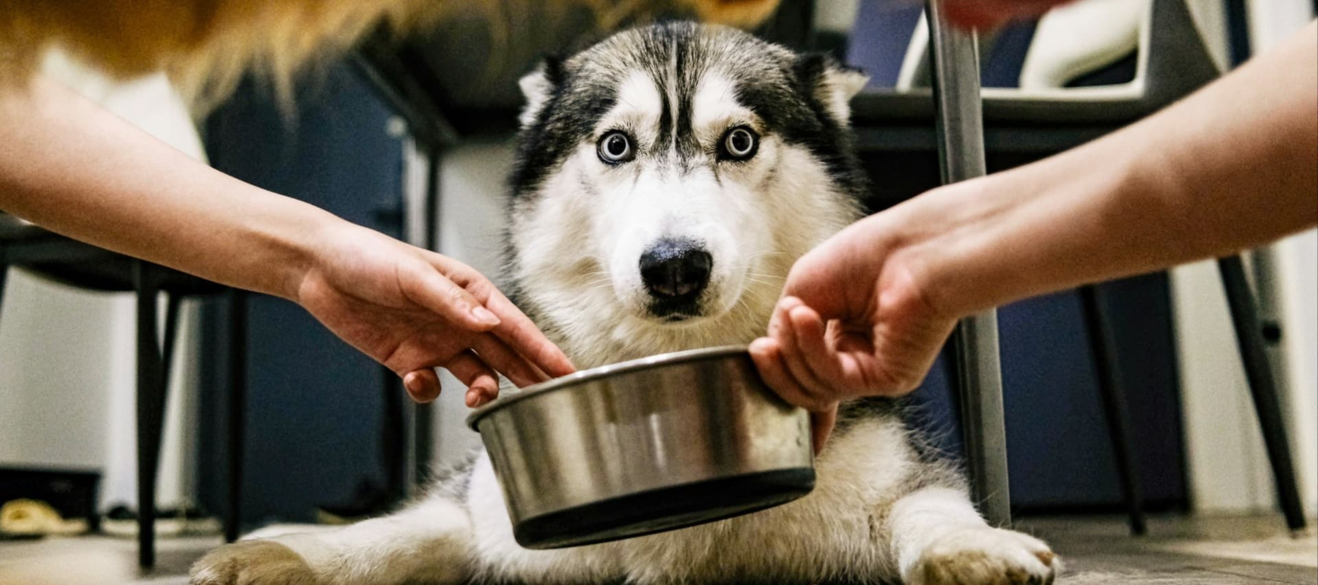 Фото новости: "Общественники выявили нарушения в каждой шестой купленной в интернете упаковке корма для животных"