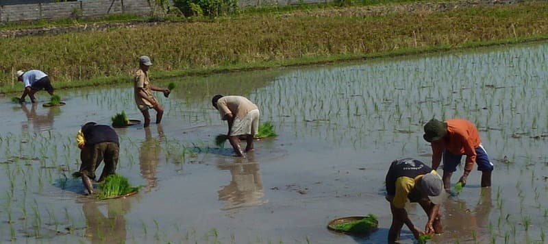 Фото новости: "Поставки риса из Индии могут снизиться на четверть, а цены вырасти"