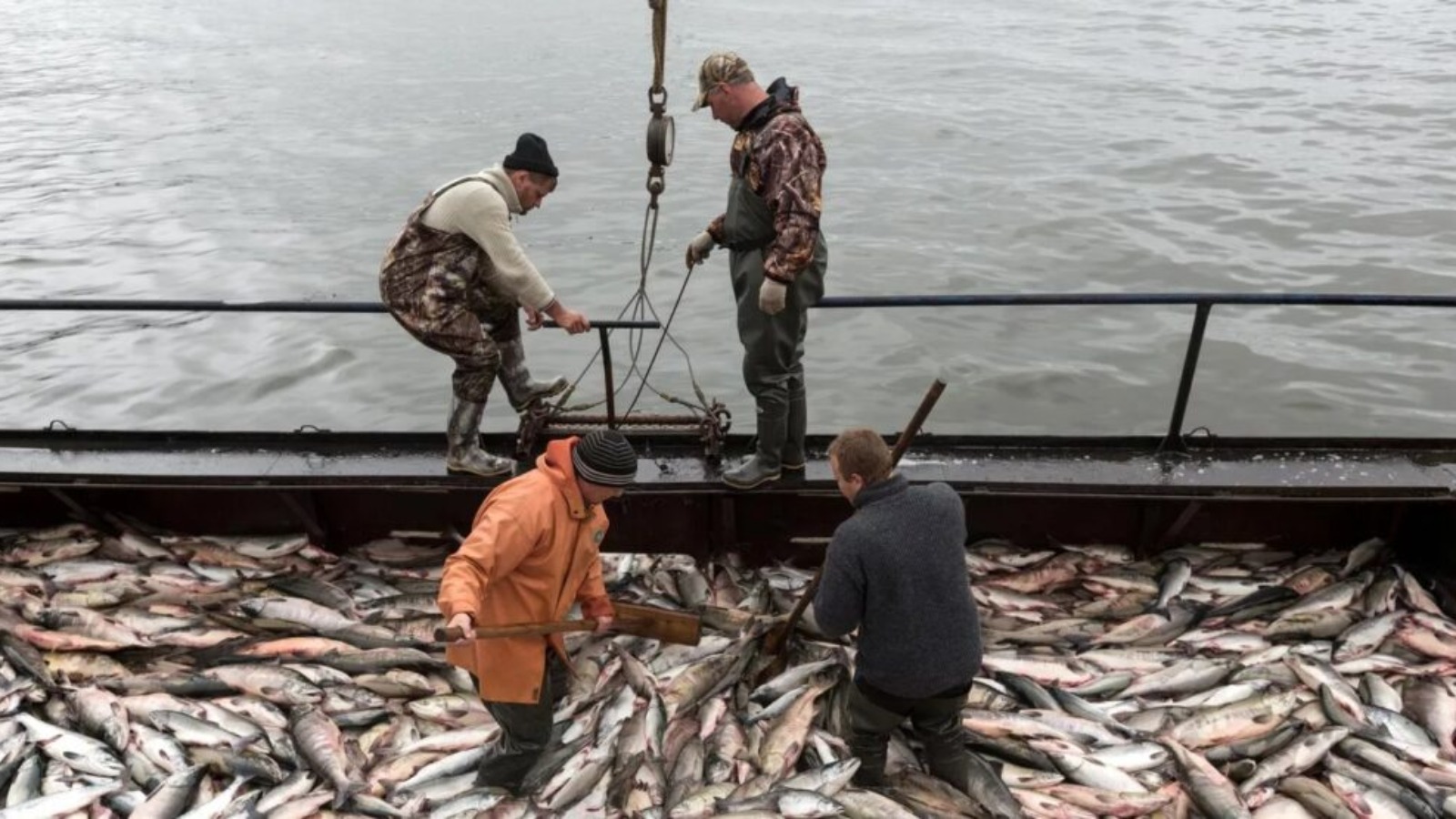 Фото новости: "Росрыболовство может ограничить вылов красной рыбы на Сахалине"