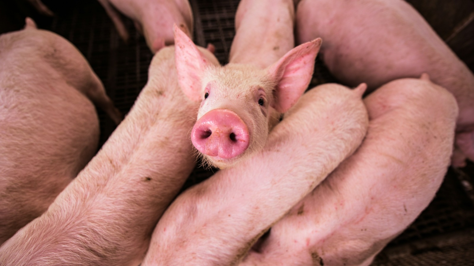 Фото новости: "Минсельхоз: производство свинины в России восстанавливается"