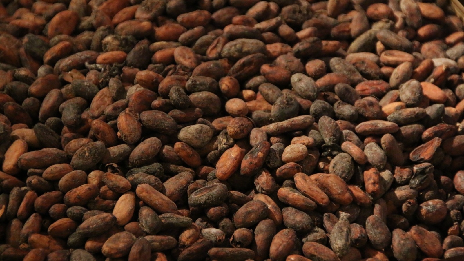 Фото новости: "Переработка какао-бобов в мире упала до минимума за последние годы"