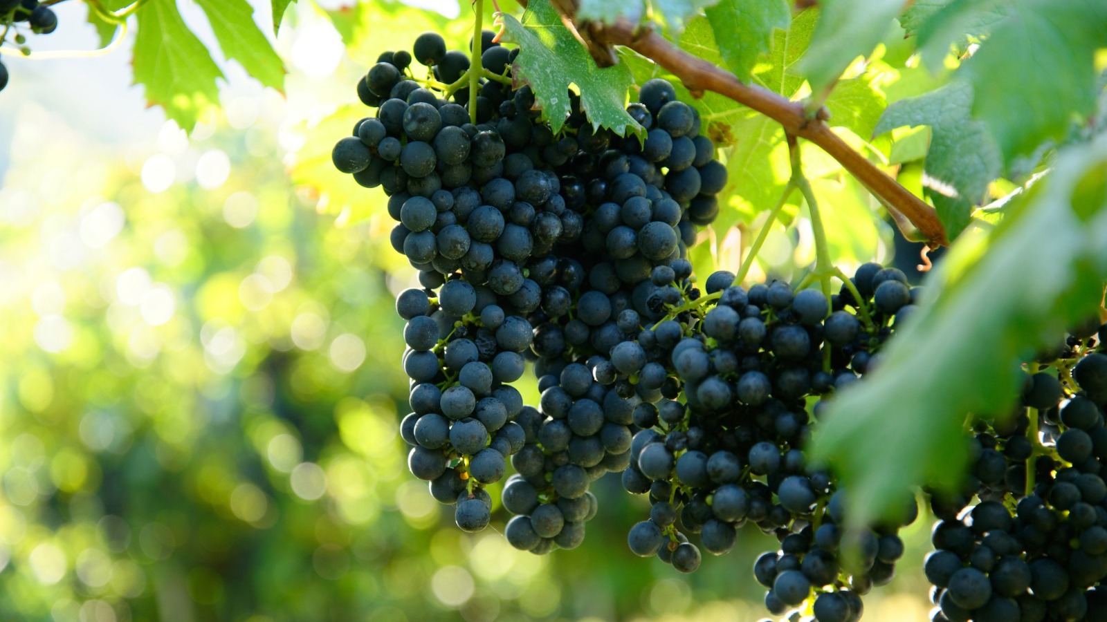 Фото новости: "В Краснодарском крае собрали рекордный урожай винограда в 305 000 т"