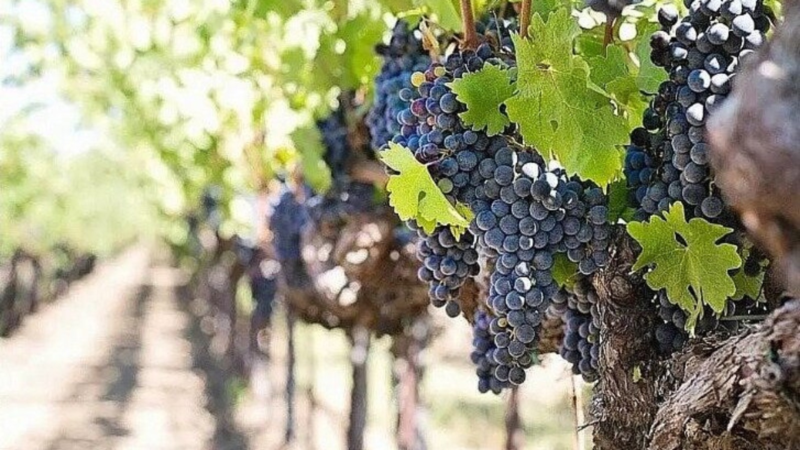 Фото новости: "В Дагестане выявили 1,79 млн несуществующих кустов винограда"