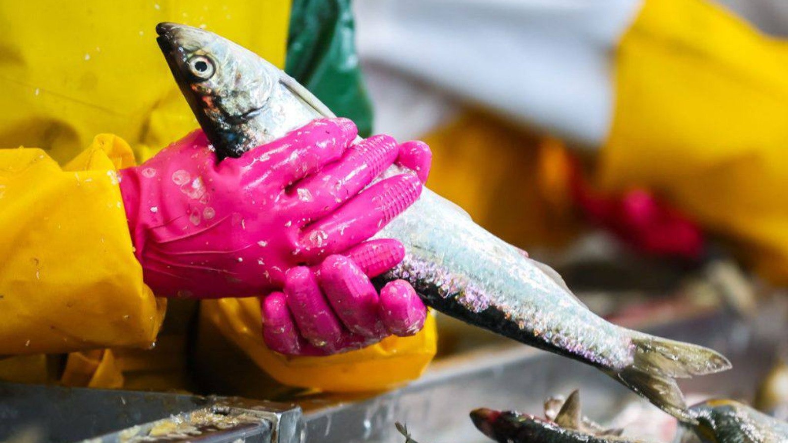 Фото новости: "Сельдь в опте резко подешевела"