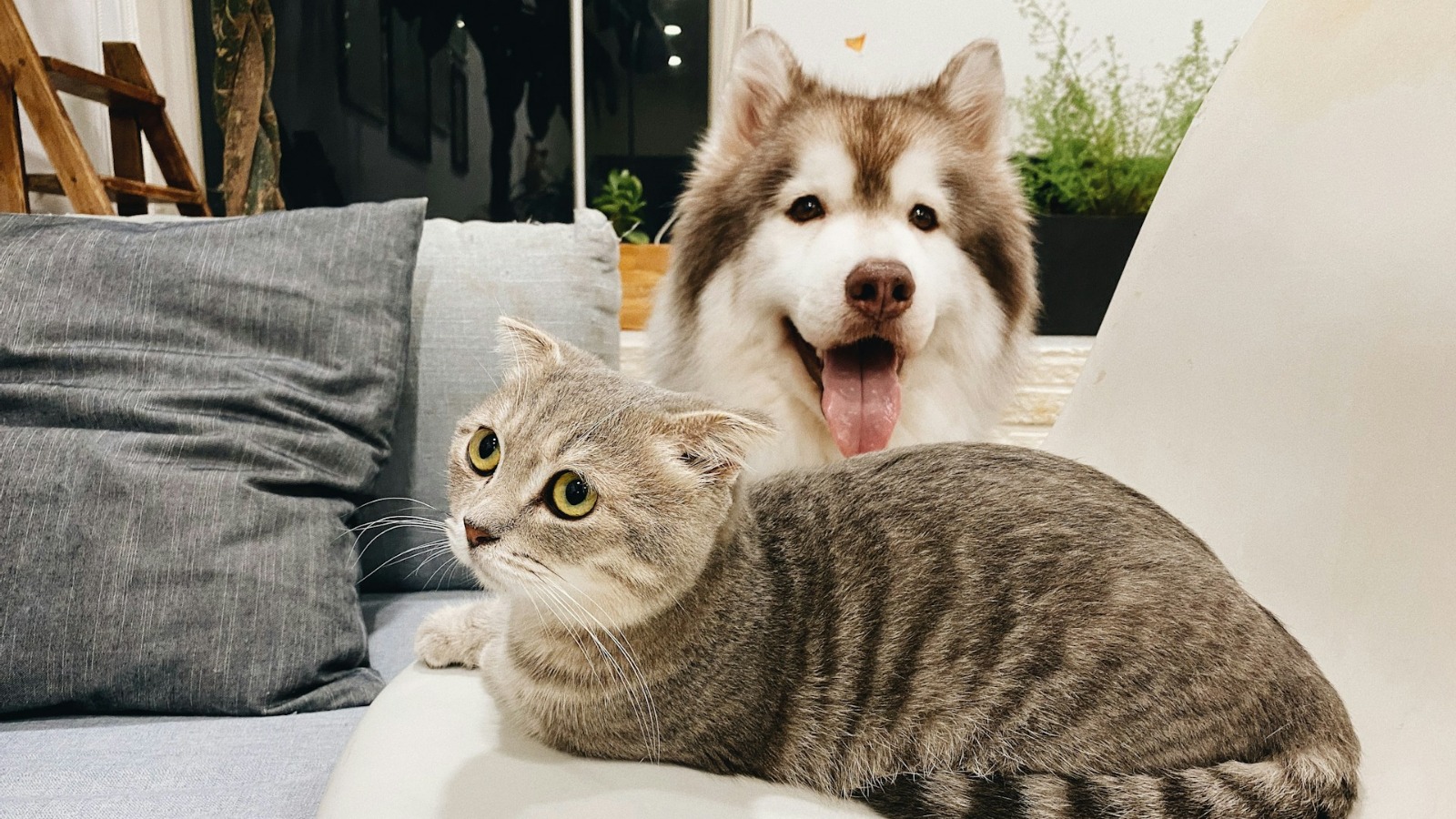 Фото новости: "Домашних животных в России могут обязать чипировать и ставить на учет"