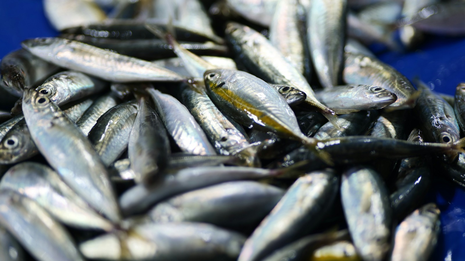 Фото новости: "Генпрокуратура требует взыскать с хабаровских рыбодобытчиков почти 7 млрд руб."