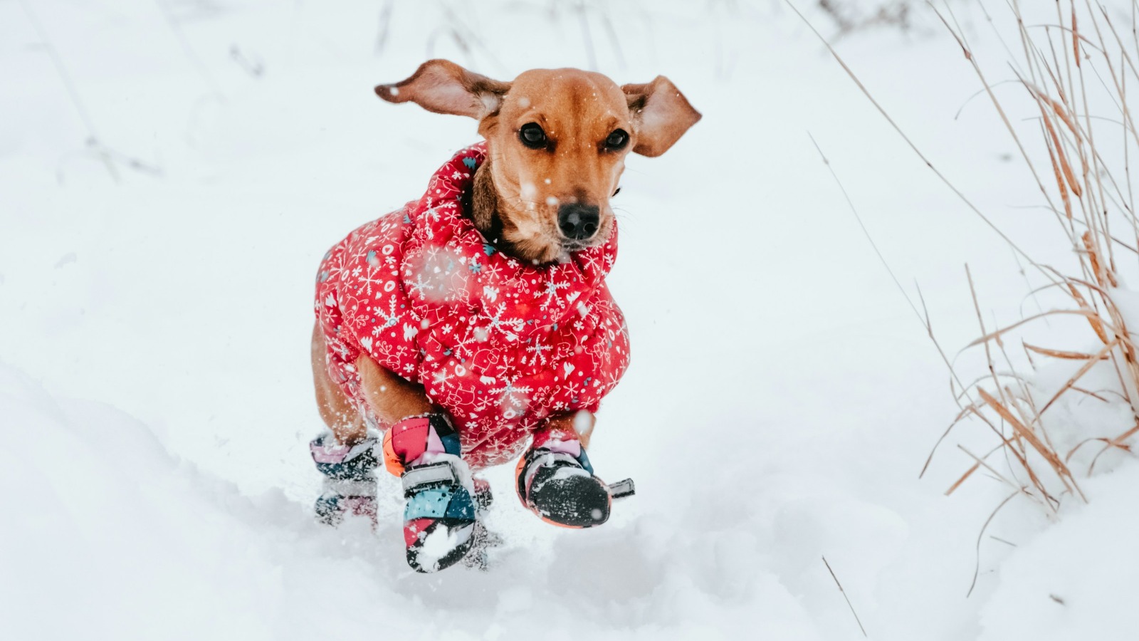 Фото новости: "В России выросли продажи одежды для кошек и собак"