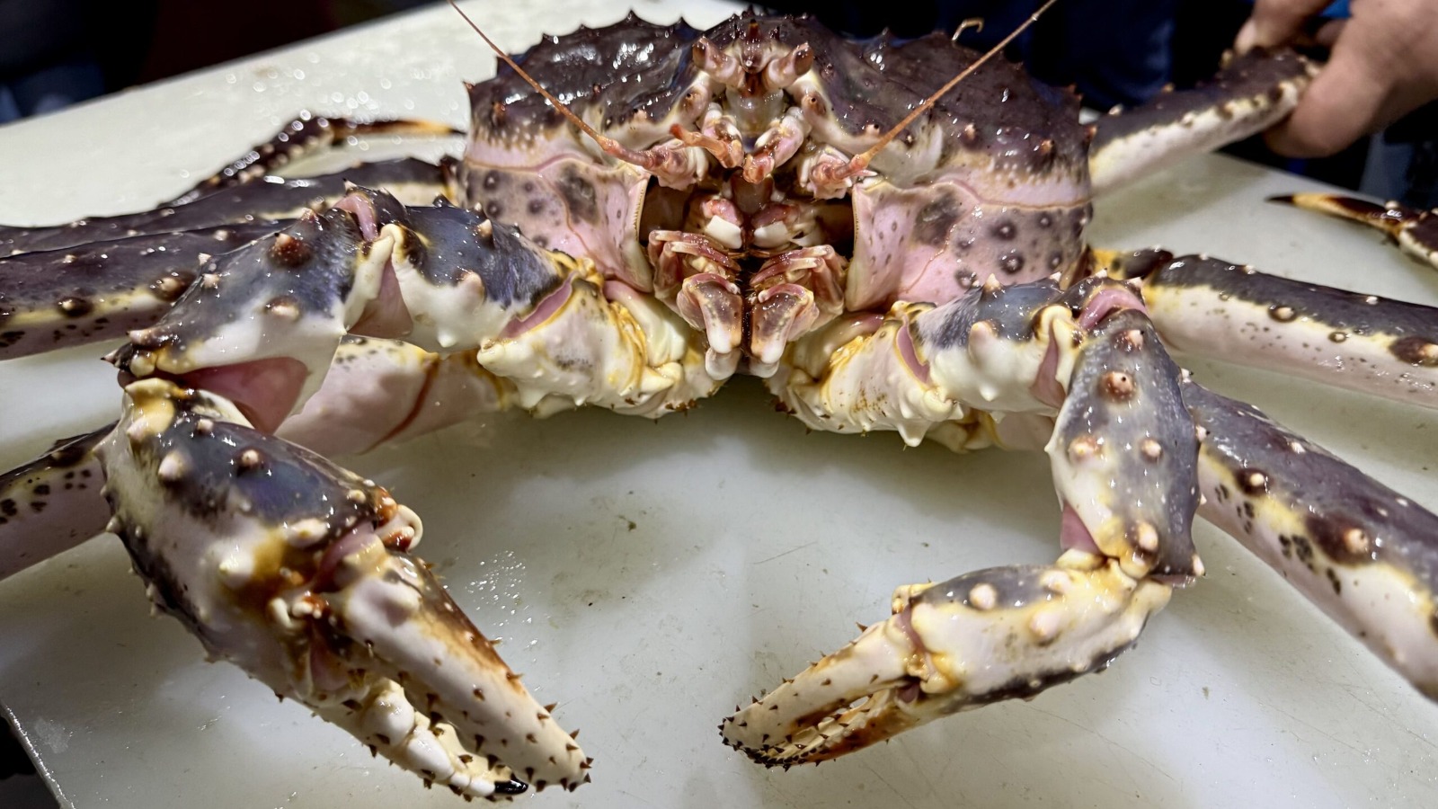 Фото новости: "Бывший вице-губернатор Сахалинской области вышел из бизнеса по добыче крабов"