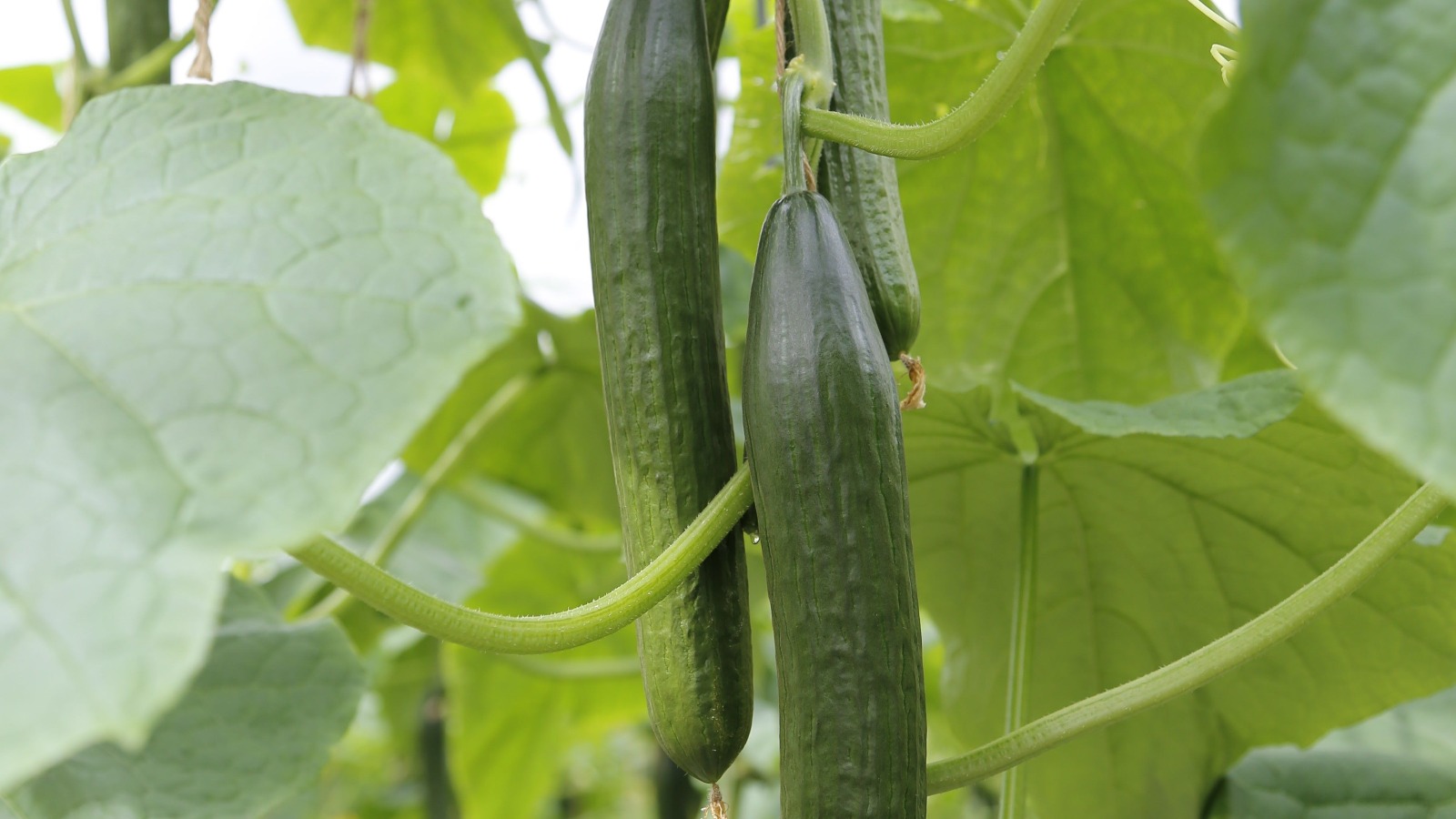 Фото новости: "Цены на огурцы в России выросли к февралю вдвое за три месяца"