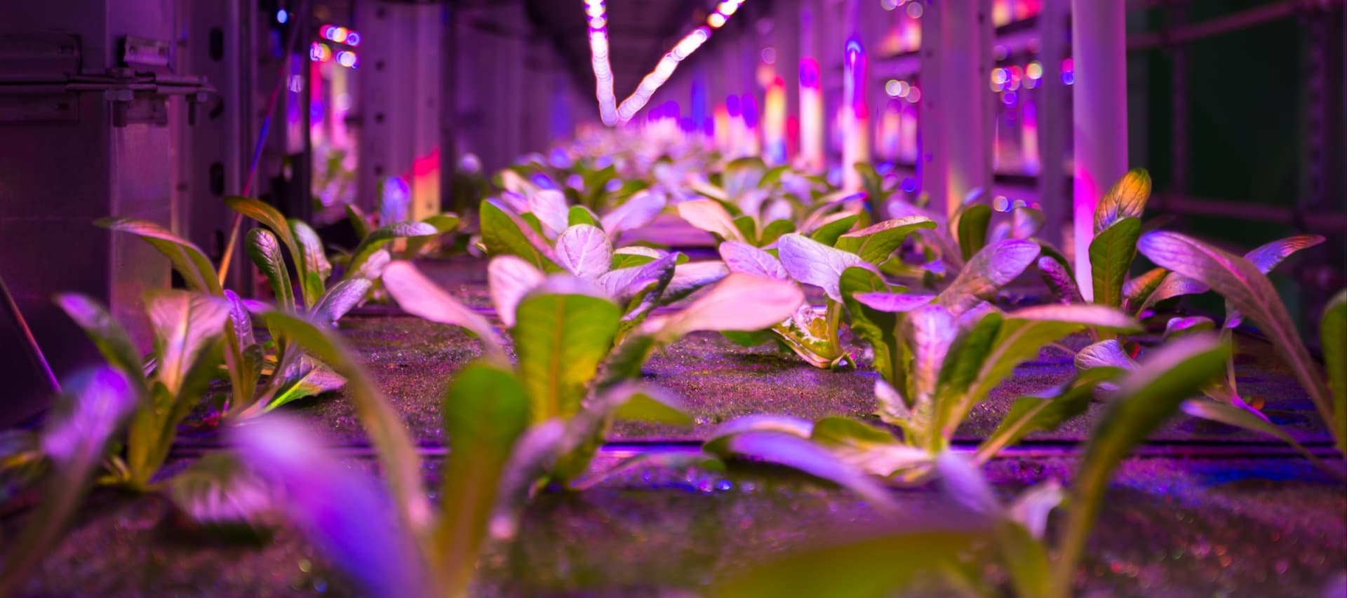 Фото новости: "Healthy Garden локализует корейскую систему управления сити-фермами"