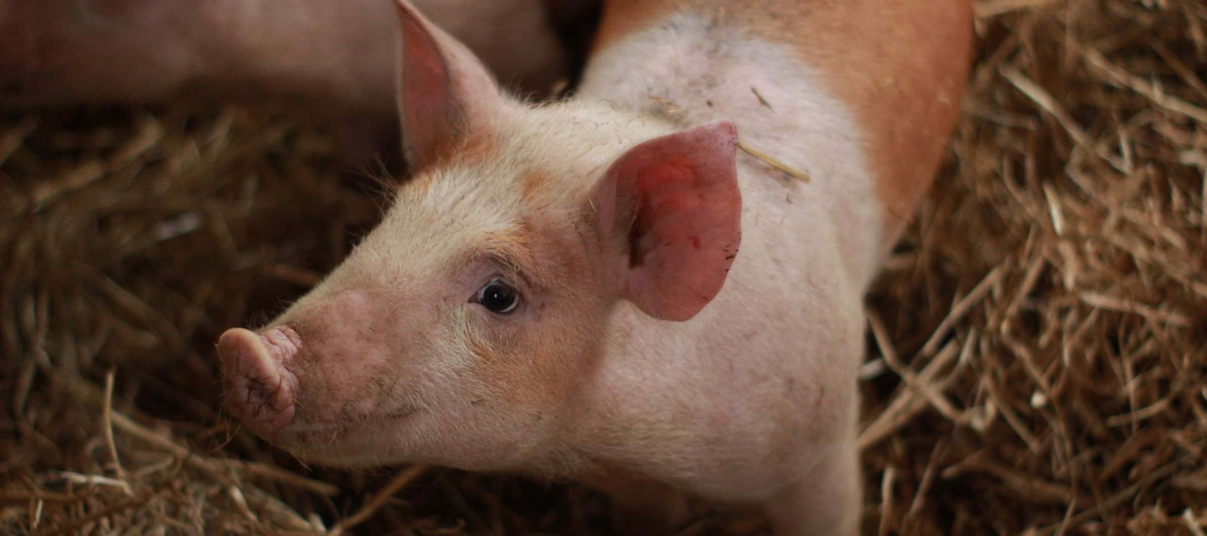 Фото новости: "Цены на свинину в России начали расти вслед за курицей"