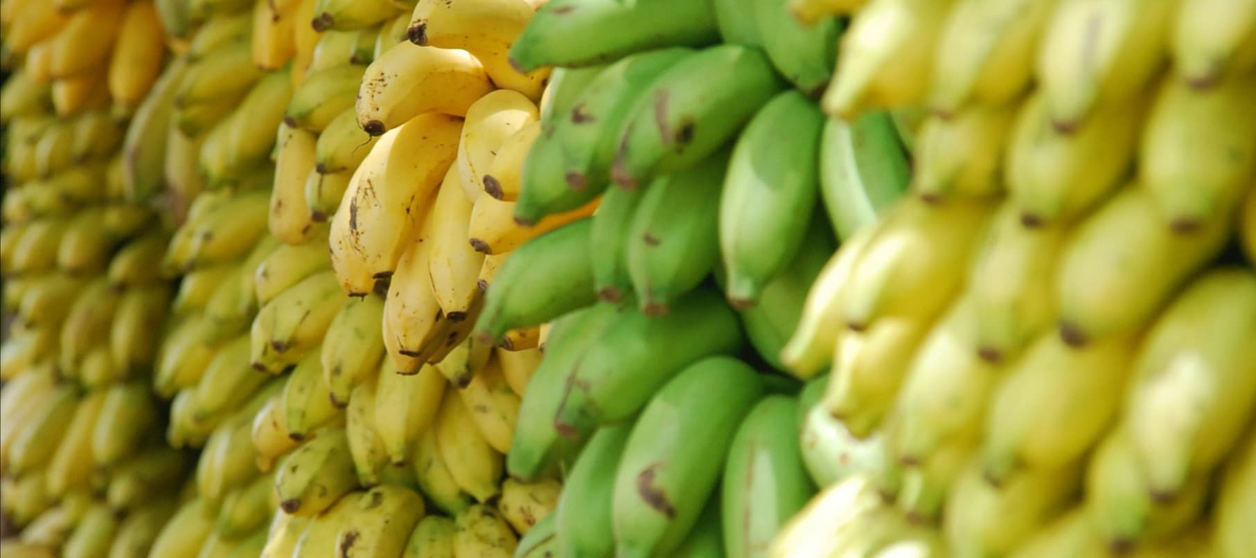 Фото новости: "В Казахстане начали выращивать бананы в теплицах"