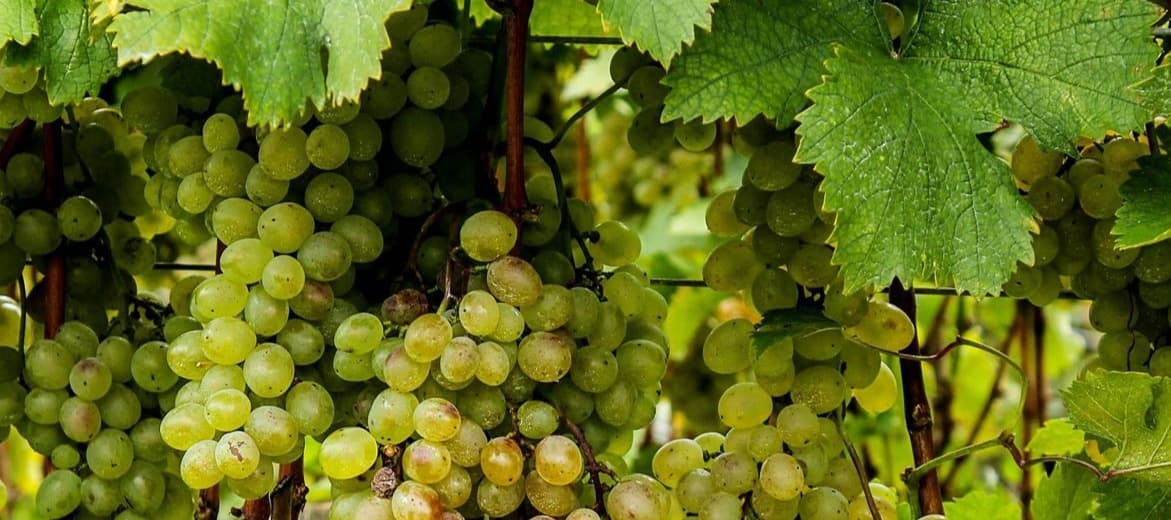 Фото новости: "Изменение климата может сделать Швецию новым центром виноделия в Европе"