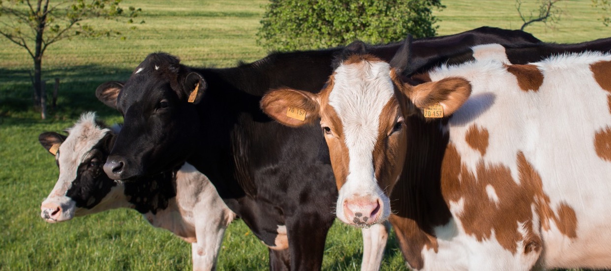 Фото новости: "Минсельхоз планирует увеличить размер компенсаций производителям молока"