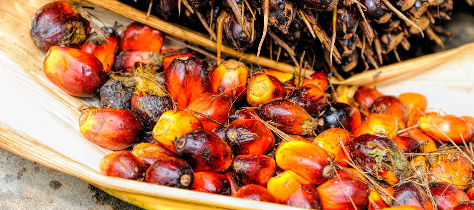 Фото новости: "Bloomberg: мировые поставки пальмового масла не смогут расти по-прежнему"
