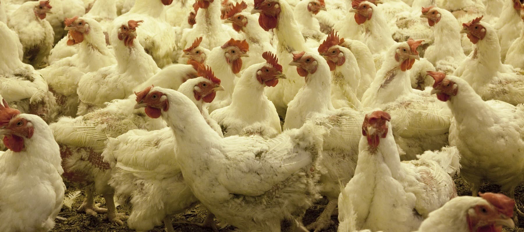 Фото новости: "Минсельхоз предложил ввести беспошлинную квоту на импорт курятины в размере 160 000 т"
