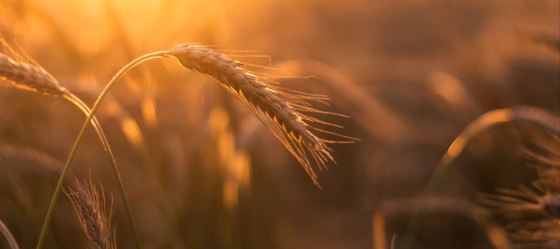 Фото новости: "Минсельхоз предложил ввести временный запрет на экспорт твердой пшеницы"