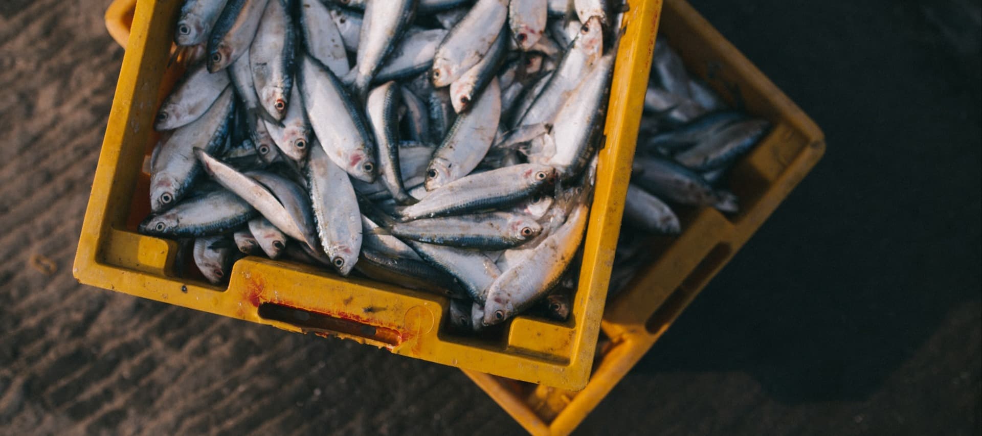Фото новости: "Рыбопромышленники попросили не запрещать импорт сельди с Фарерских островов"