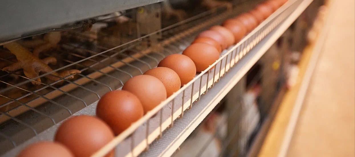 Фото новости: "Правительство поручило принять меры для стабилизации цен на яйца"