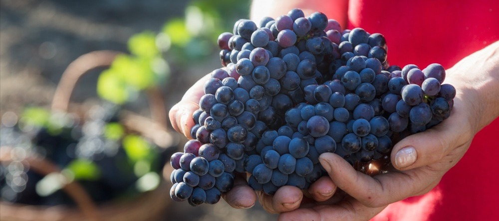 Фото новости: "Урожай винограда у «Фанагории» упал на 22%"