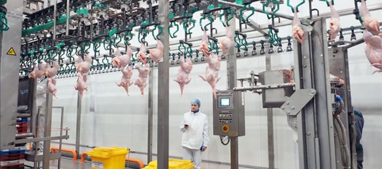 Фото новости: "Производство мяса птицы и яиц не вырастет по итогам 2023 г."