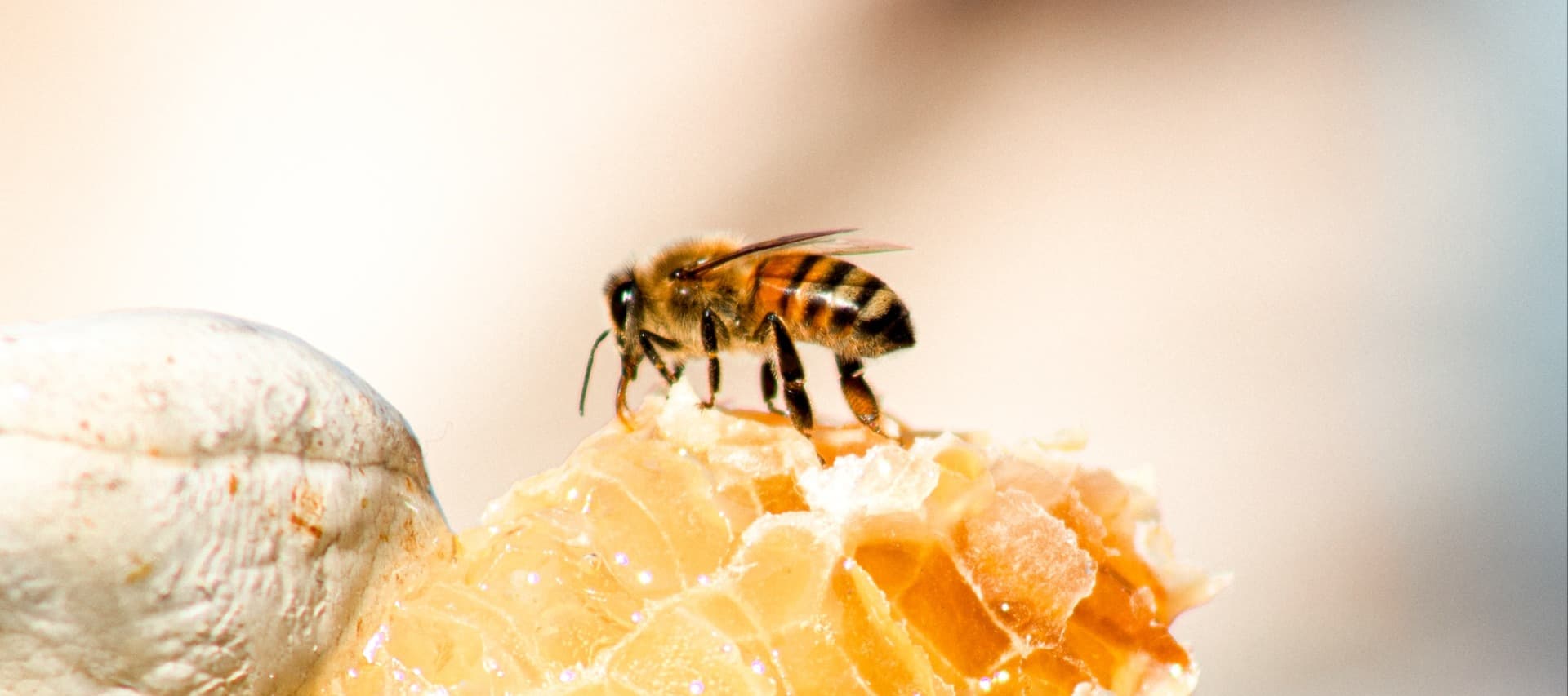 Фото новости: "Совет федерации уточнил понятие «продукция пчеловодства»"