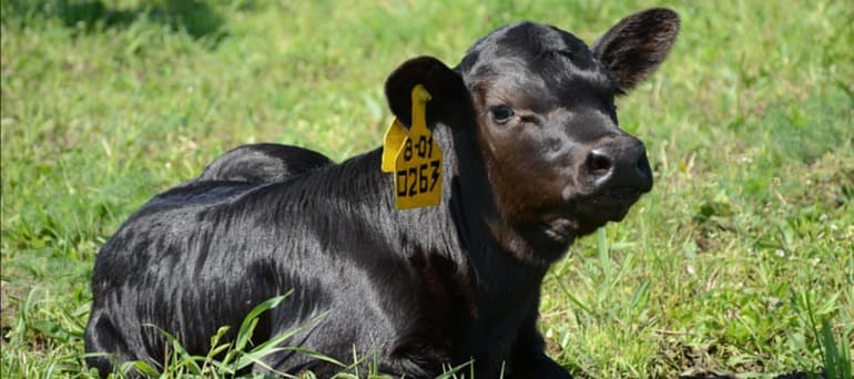 Фото новости: "«Мираторг» увеличил производство говядины почти на 20%"