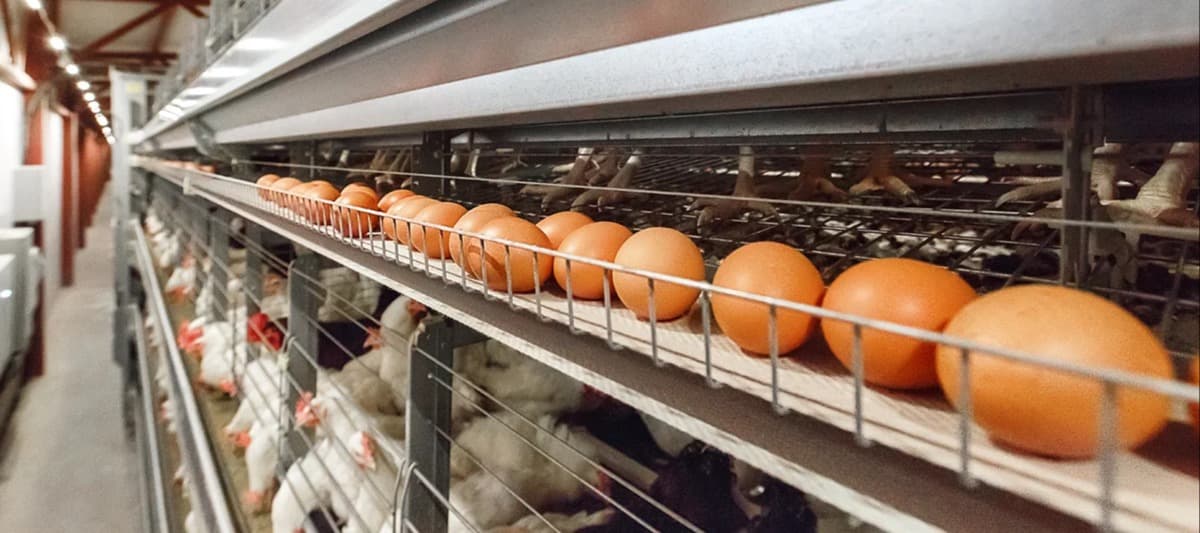 Фото новости: "Федеральная антимонопольная служба предложила ритейлерам ограничить наценки на яйца"