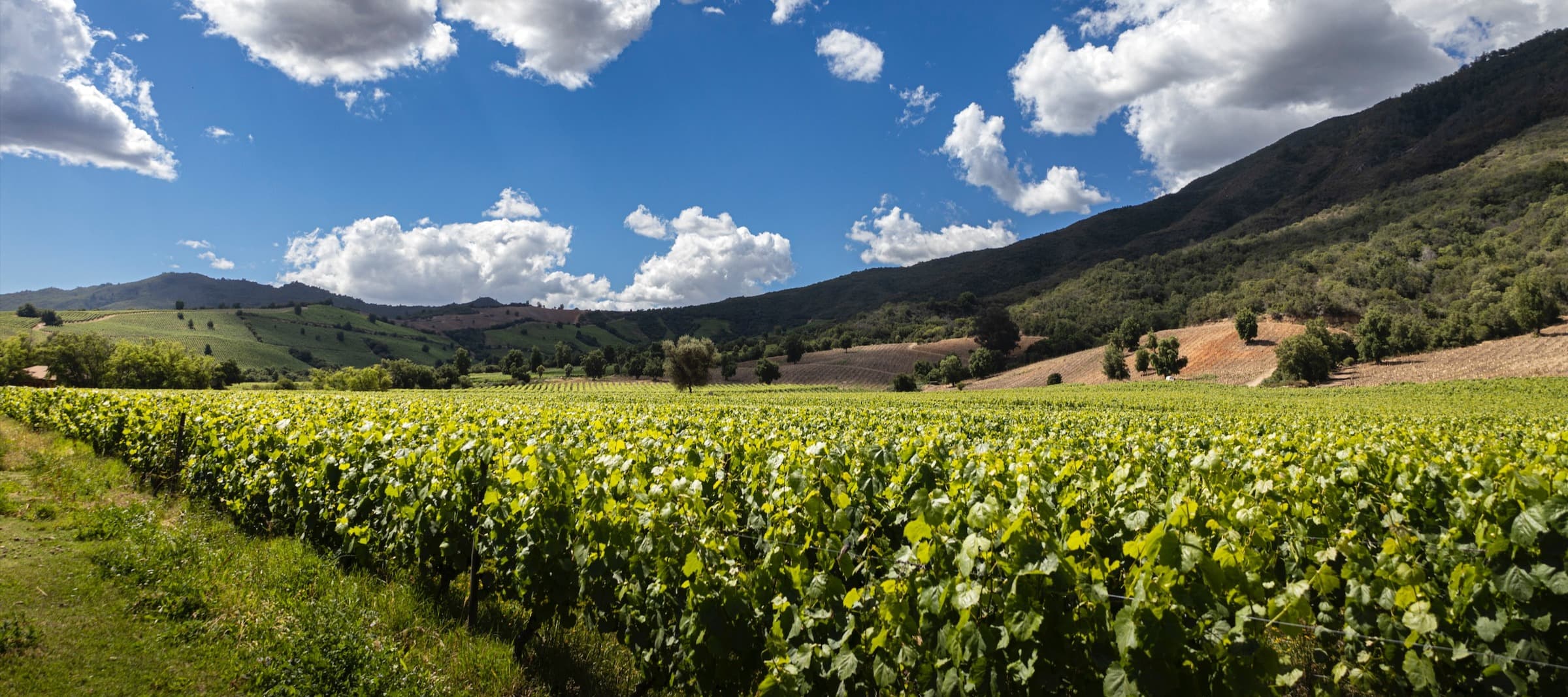 Фото новости: "В Чили могут уничтожить часть виноградников из-за снижения спроса на вино"