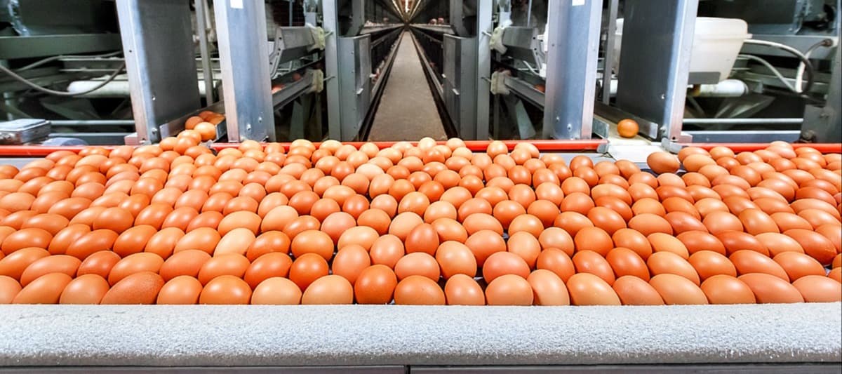 Фото новости: "Генпрокурор Краснов поручил проверить производителей и продавцов яиц"