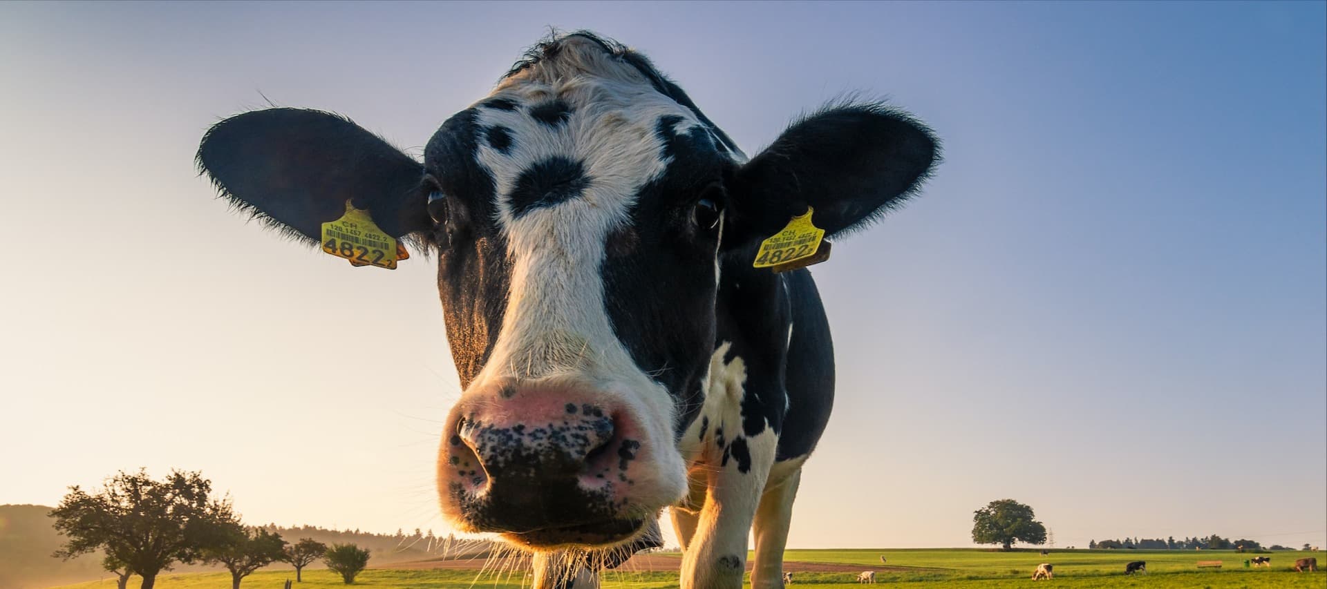 Фото новости: "Крупнейшие производители молочных продуктов начнут раскрывать данные о выбросах метана"