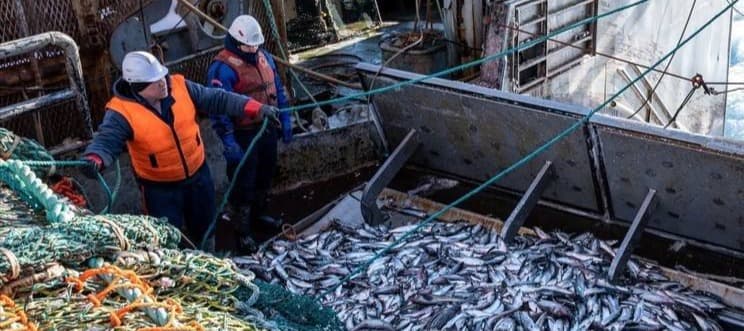 Фото новости: "В России поднялись оптовые цены на все виды рыбы кроме кеты и горбуши"