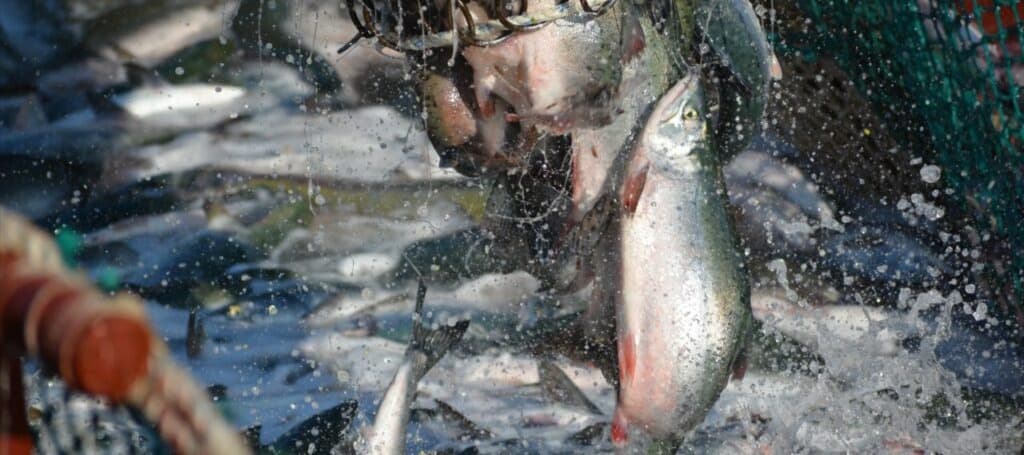 Фото новости: "США запретили импорт российских лосося, минтая, трески и краба"