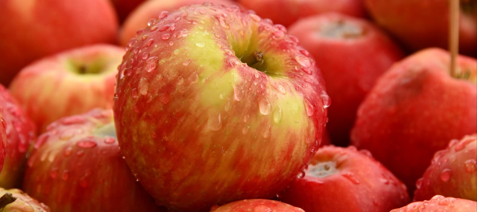 Фото новости: "Челябинские аграрии начнут выращивать квадратные яблоки"