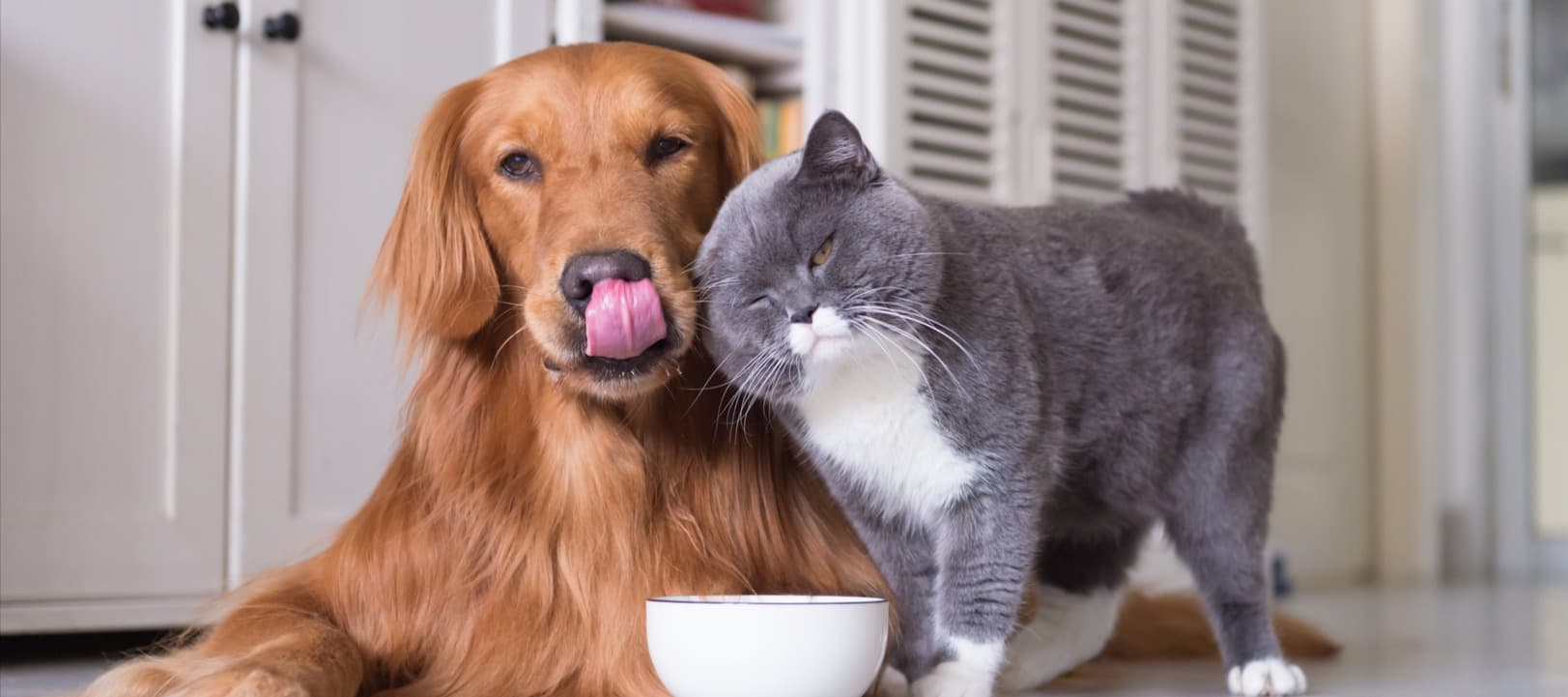 Фото новости: "Что едят кошки и собаки в России: импортных кормов осталось меньше 10%"
