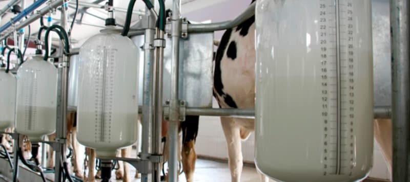 Фото новости: "Россельхознадзор нашел в Саратовской области фантомные производства молочных продуктов"